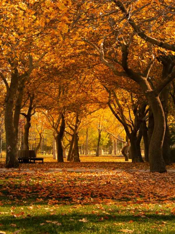 BEFORE THE LEAVES&nbsp;FALL